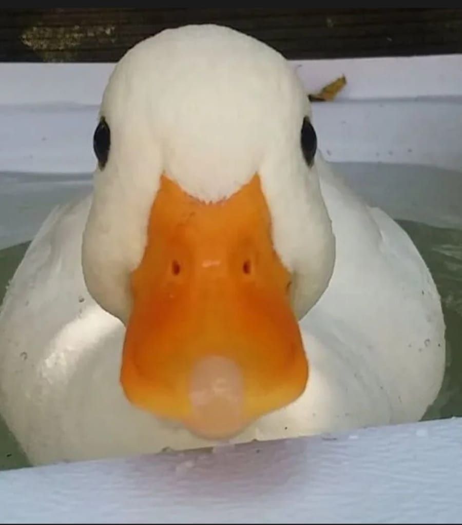Perfil de Soule